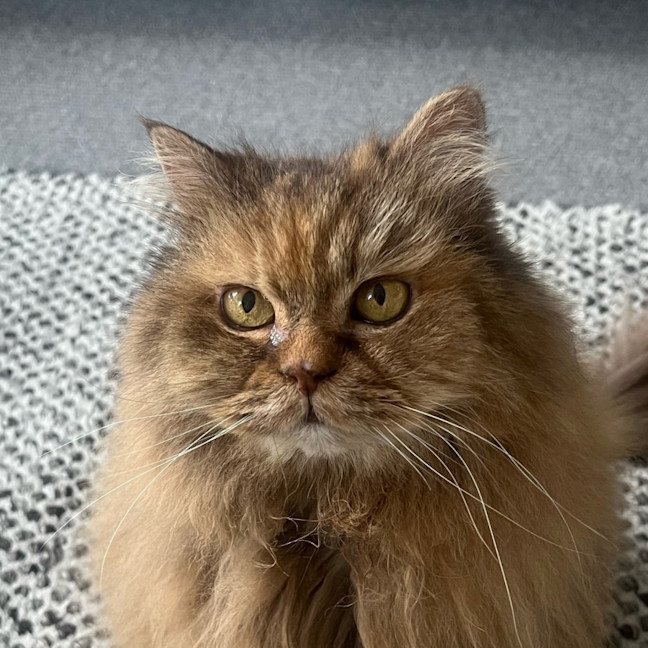 Photo of Jinx Rsua009776