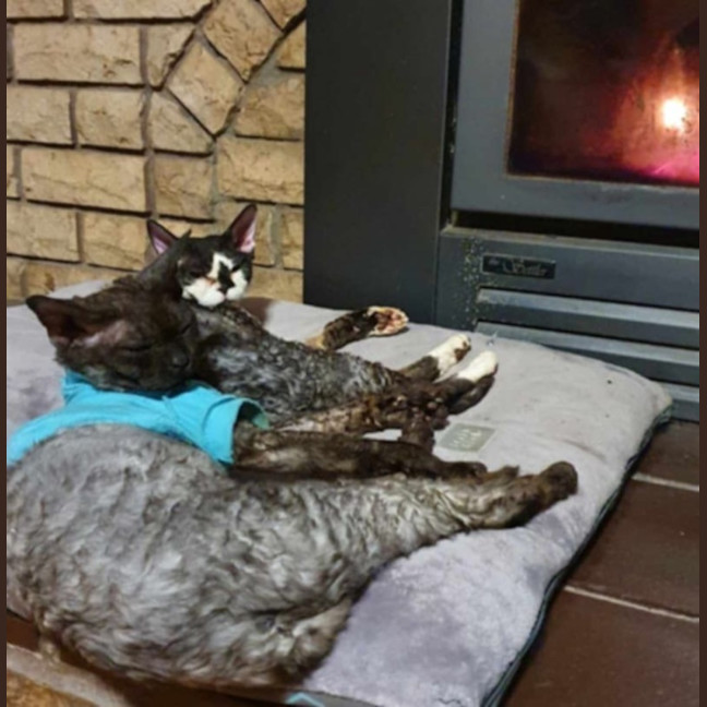 Photo of Diesel & Maggie