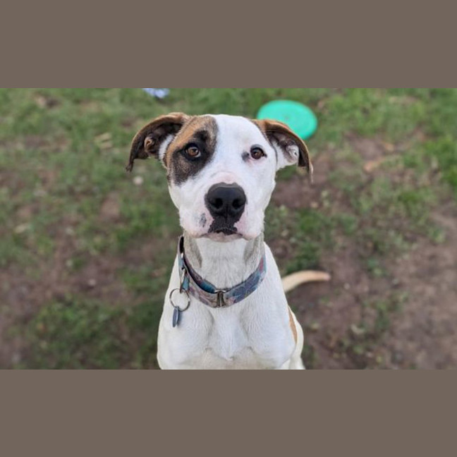 Photo of Bumble