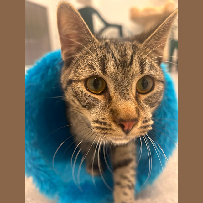 Photo of Pippin