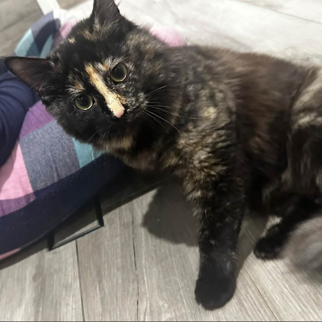 Photo of Stella