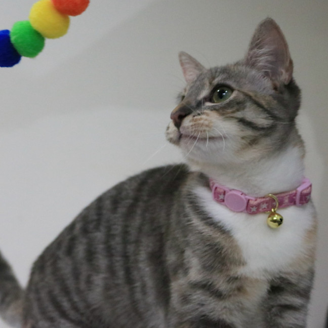 Photo of Socks
