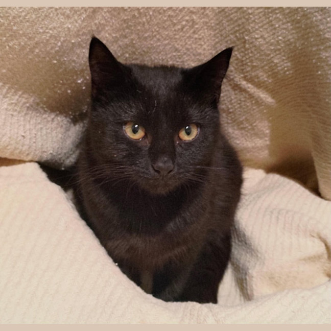 Photo of Petticoat