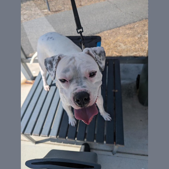 Photo of Sheriff