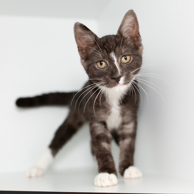 Photo of Calcifer (Previously Taka)