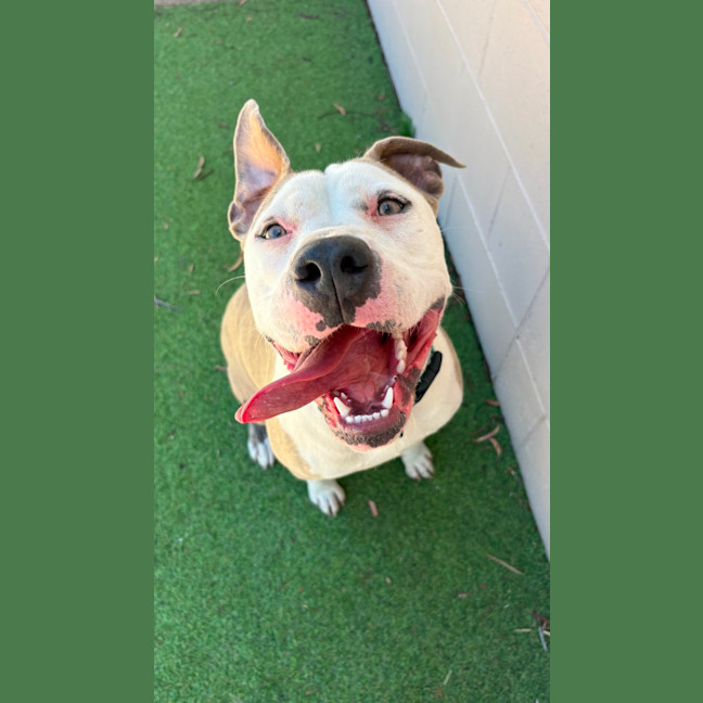 Photo of Tootsie Roll