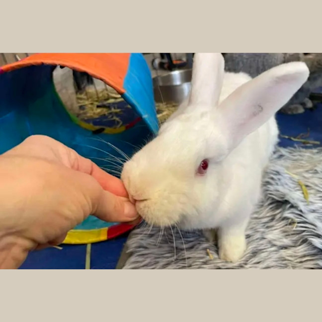 Photo of Marshmallow 