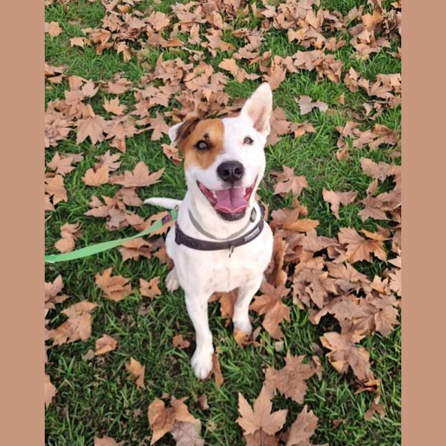 Photo of Remus
