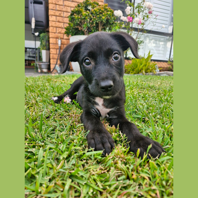 Photo of Petey