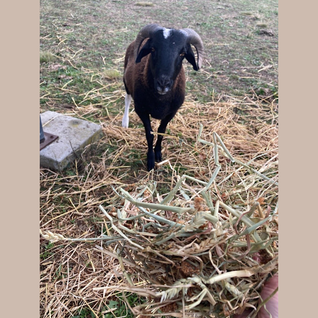 Photo of 1 Ewe & 1 Ram & Lamb 