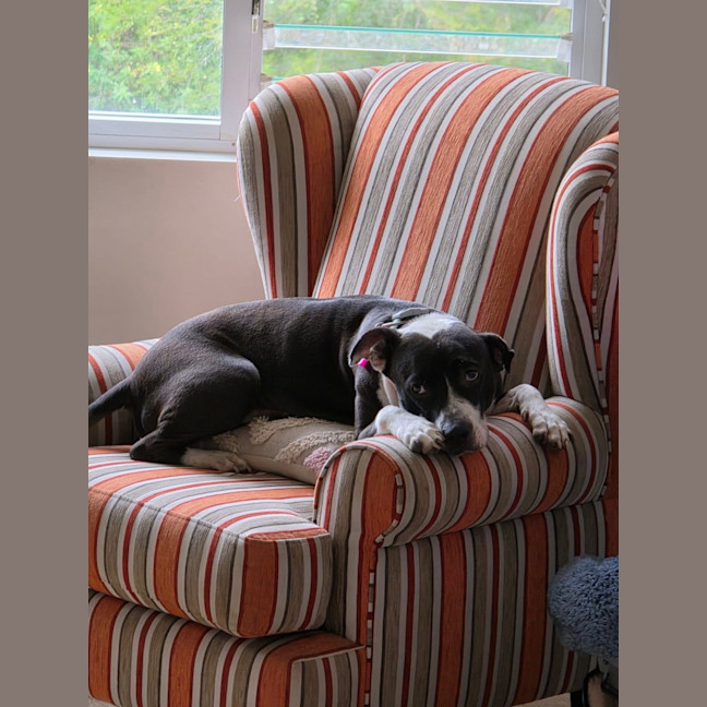 Photo of Rosie