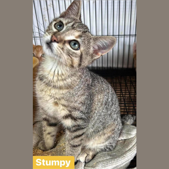 Photo of Stumpy (Has Half A Tail)