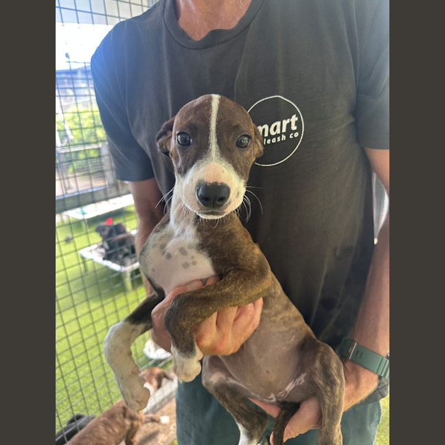 Photo of D1274 Polly