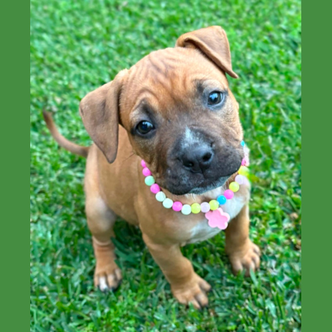 Photo of Sky   9 Week Old American Staffy