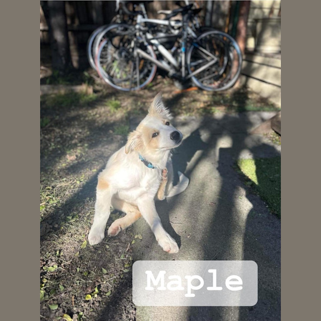 Photo of Maple