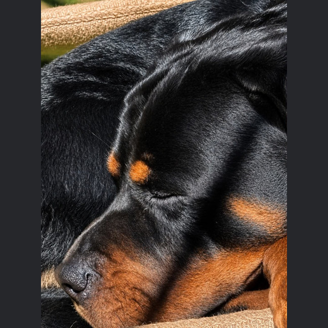 Photo of Onyx