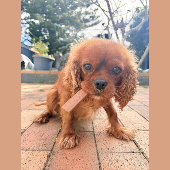 Photo of Buffy