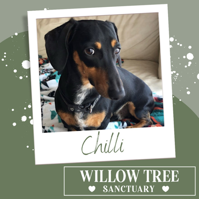 Photo of Chilli