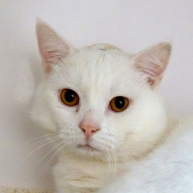 Photo of Jack Frost Sta013779