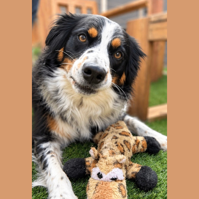 Photo of Marlee   4 Year Old Border Collie