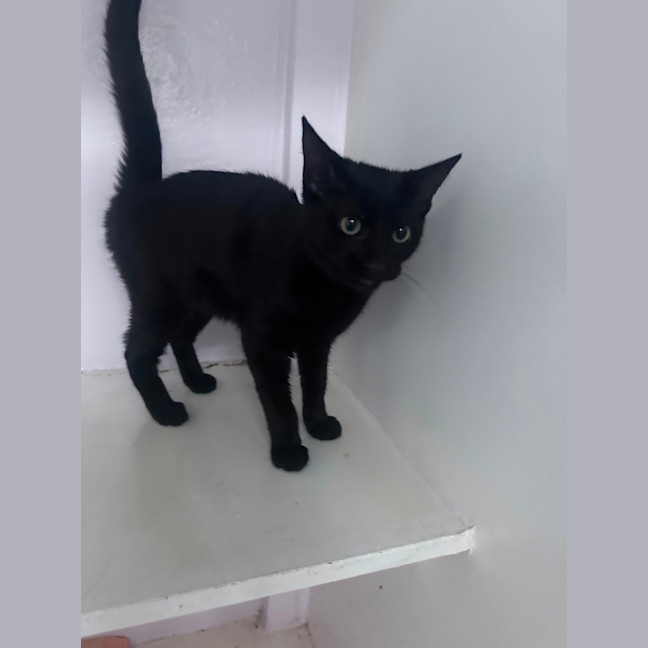 Photo of Ebony