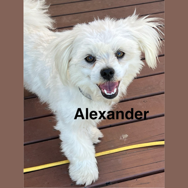 Photo of Alexander   1 Year Old Maltese X