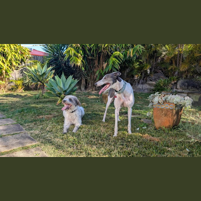 Photo of Flowers, The Greyhound