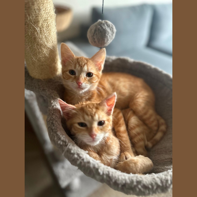 Photo of Maple And Honey