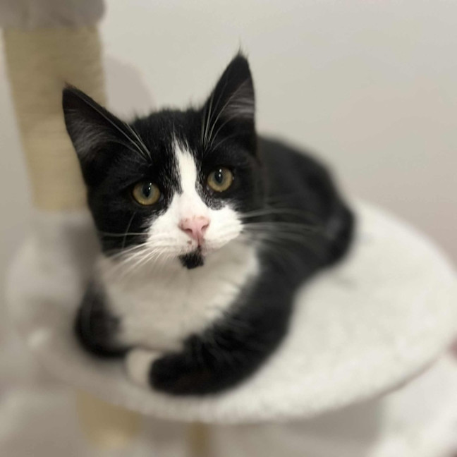 Photo of Jasper   In Foster In Doreen