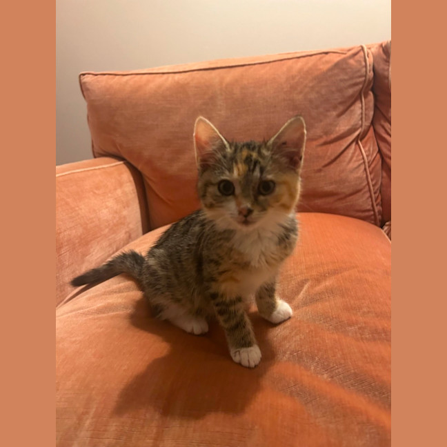 Photo of Cupcake