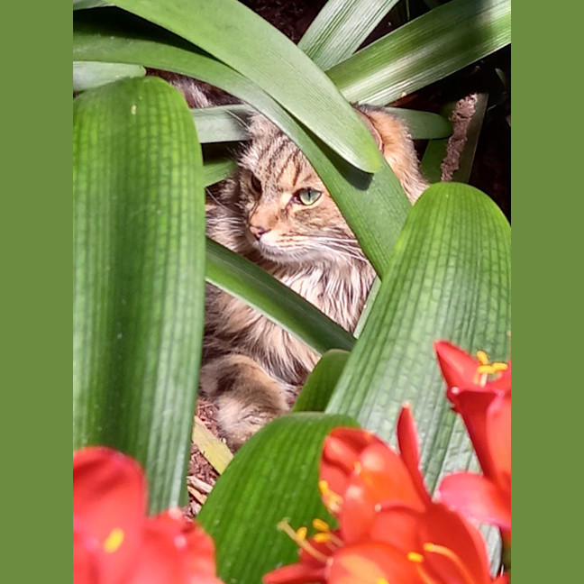 Photo of Jax