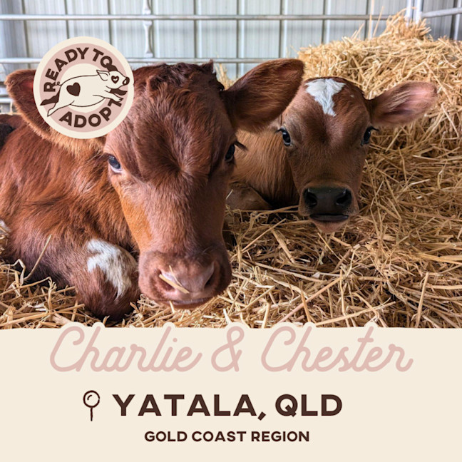 Photo of Chester & Charlie