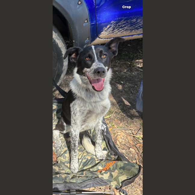 Photo of Pip