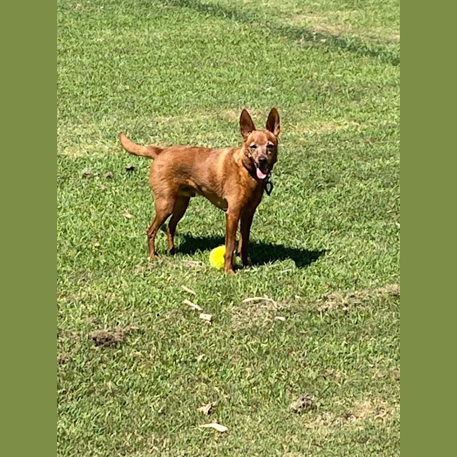 Photo of Nacho