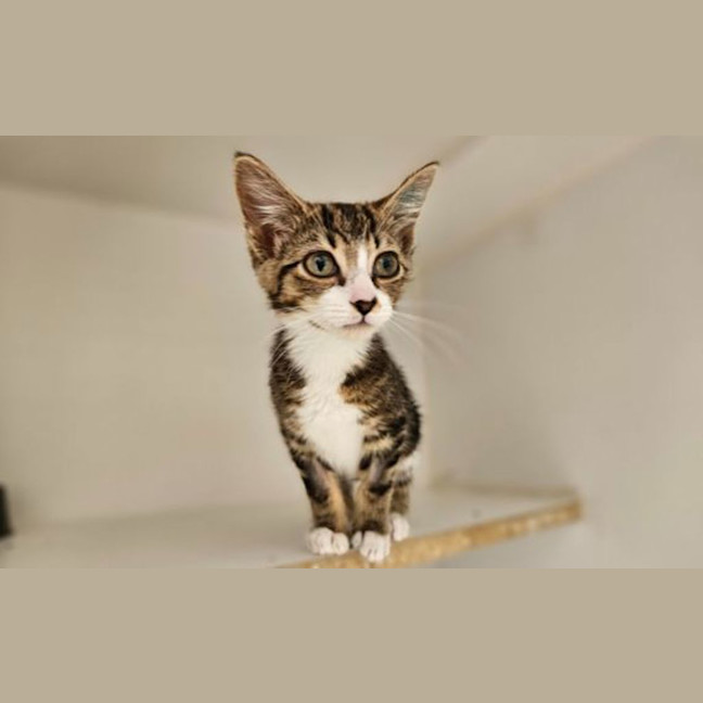 Photo of Lulu