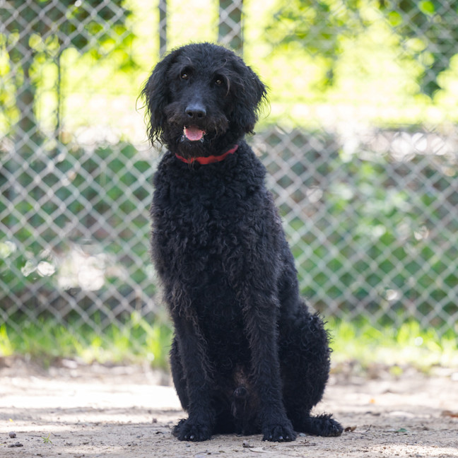 Photo of Louie