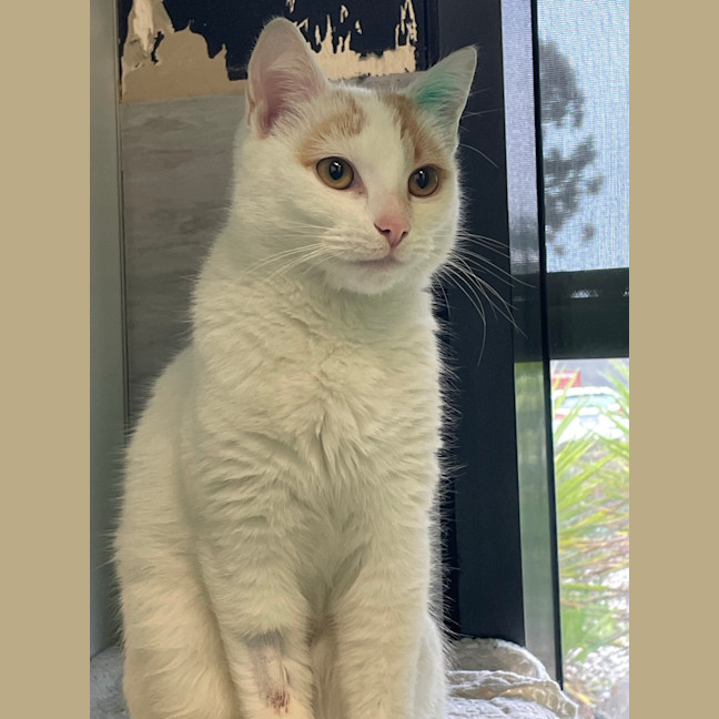 Photo of Marmalade