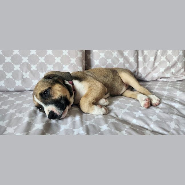 Photo of Iris   12 Week Old Kelpie X