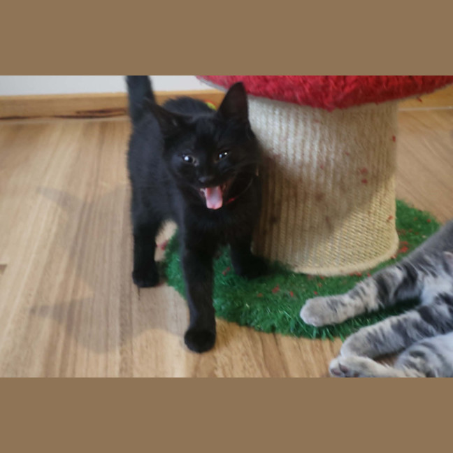 Photo of Soot