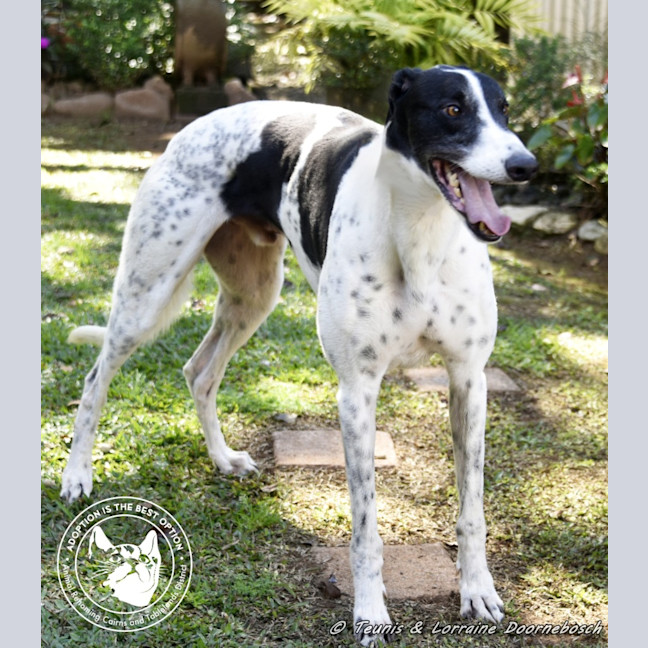 Photo of Ranger (Apache Malt)