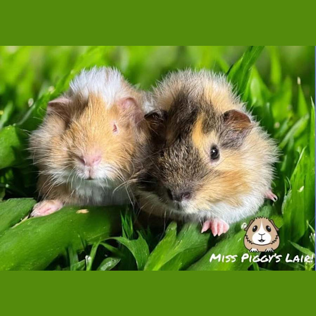 Photo of Peanut & Leo