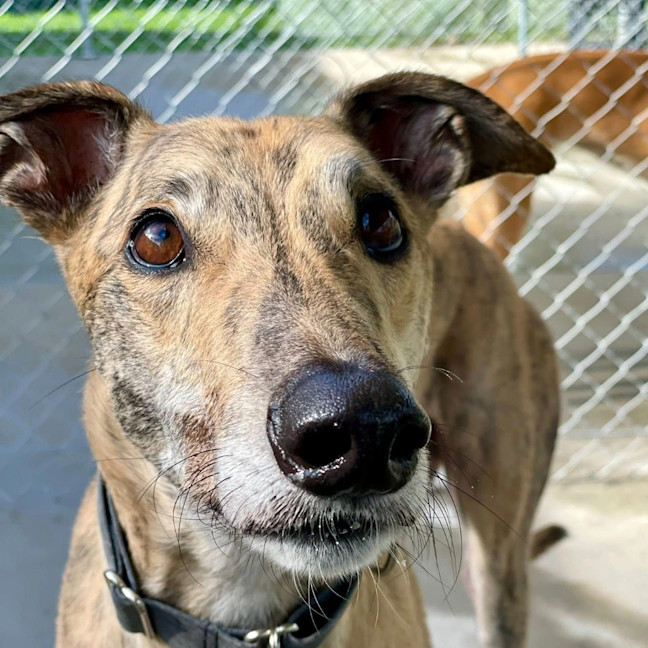 Photo of Maxwell The Greyhound