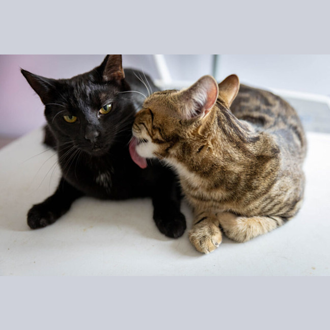 Photo of Schwartz & Aella