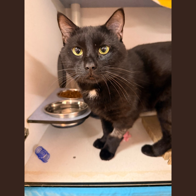 Photo of Bingus