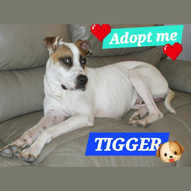 Photo of Tigger