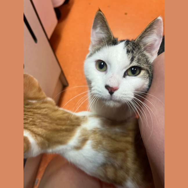 Photo of Oreo