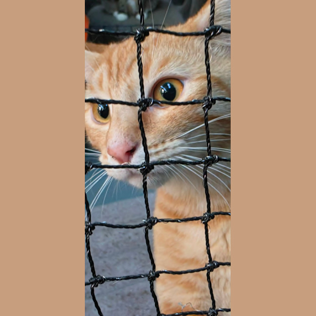 Photo of Henry Smith ** 2nd Chance Cat Rescue **