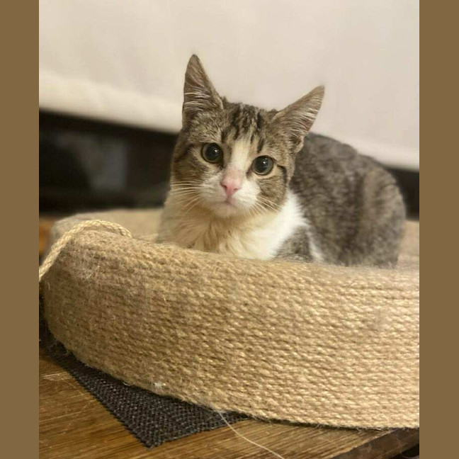 Photo of Pancake