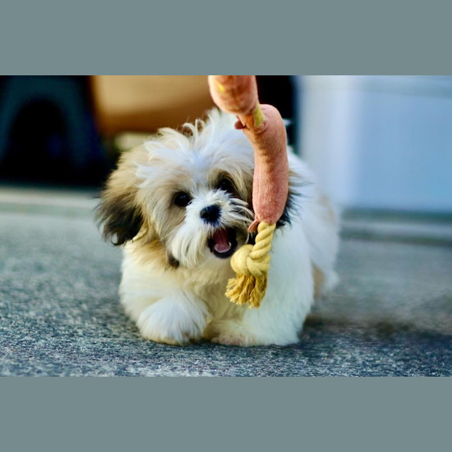 Photo of 🐶 Bailey 🐶