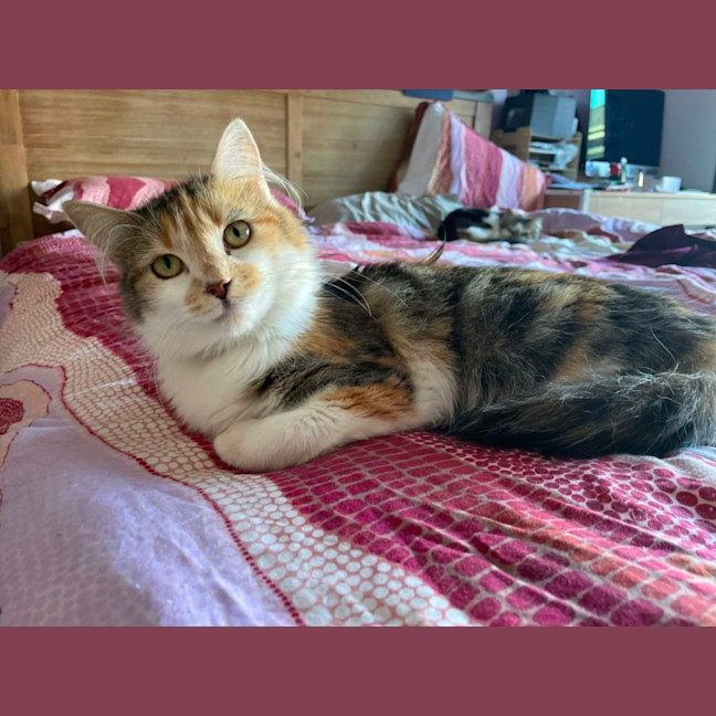 Photo of Tilly   In Foster In Bentleigh East